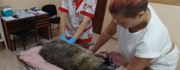 На Одещині водій двічі переїхав безпритульну собаку і втік з місця аварії — зоозахисники