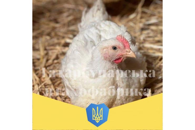 Працювати й донатити: підприємці з Одещини влаштували благодійний продаж курчат, аби підтримати ЗСУ