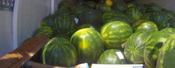 Чотири тонни кавунів та динь не допустили на одеські прилавки через нітрати