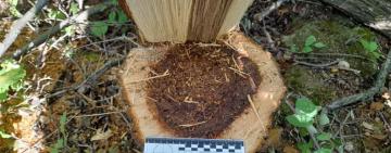  Житель міста Арциз отримав підозру у незаконній порубці дерев