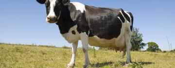 На Одещині 16-річна дівчина здала чужу корову заготівельникам м'яса