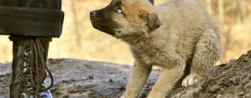 В Одесі чоловік на очах у відвідувачів ринку зарізав собаку