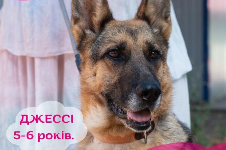 Спилили зуби, щоб не їла курей: на Одещині власниця вівчарки купила отруту, щоб вбити собаку