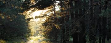 На Болградщині нагадали про заборону на прогулянки у лісах і лісосмугах у воєнний час