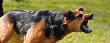 На Одещині збільшилася кількість випадків звернення людей з приводу укусів тварин