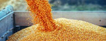 У Польщі підготували транзитні коридори для експорту українського зерна, - Дуда