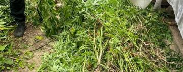 Слідство триває, новий урожай зростає: наркоаграрій з Одещини ніяк не зробить висновків для себе