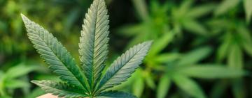 Закон про медичний канабіс рекомендований до другого читання Комітетом Ради