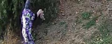 Викинула, як непотріб: в Арцизі пенсіонерка прирекла на смерть котеня