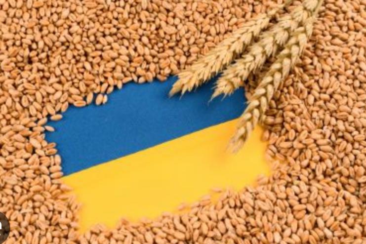 Україна може відправити до Африки понад 55 тисяч тонн зерна