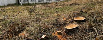 Арциз протягом років продовжує перетворювати свої міські насадження на дрова