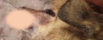 Зоо-скандал на Одещині: бійцівський пес відкусив носа домашньому собаці