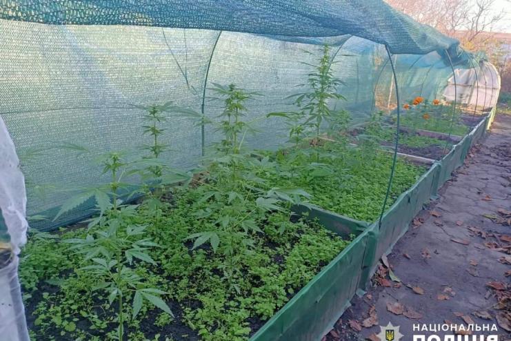 Коноплі в теплиці. Поліцейські викрили незаконне вирощування наркотичних рослин