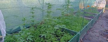 Коноплі в теплиці. Поліцейські викрили незаконне вирощування наркотичних рослин
