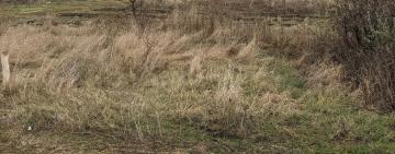 На Одещині висадять рекордні 2400 гектарів лісу!