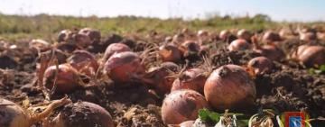 Фермери Одещини завершили збір урожаю і забезпeчили регіон борщовим набором на 100%