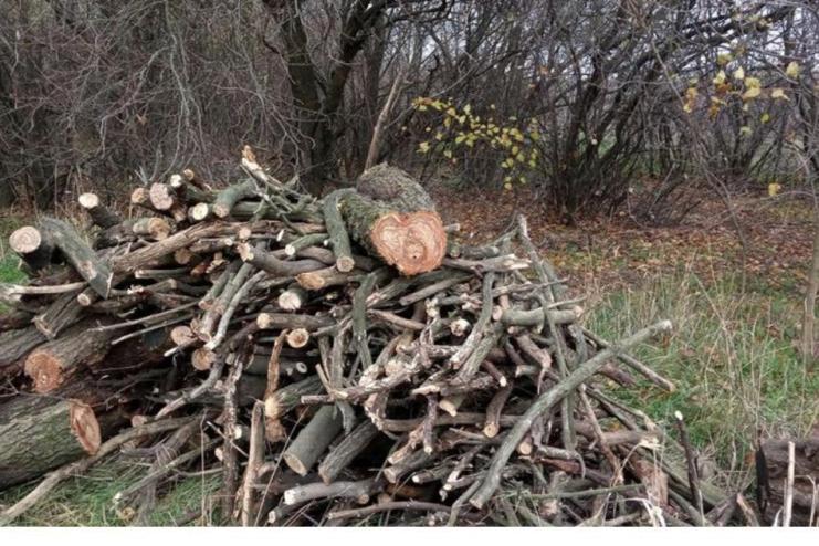 На території двох районів Одещини викрито людей, які знищували дерева