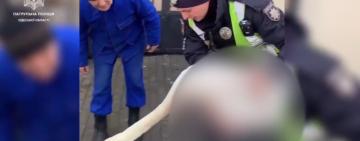 Лебідь отримав поранення через негоду: на допомогу прийшли одеські патрульні