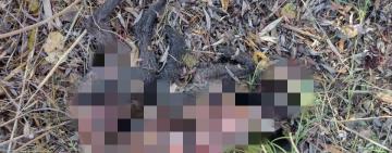 В місті на Одещині хтось безжально катує і вбиває собак: жителі б’ють на сполох