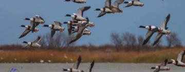 Фламінго полетіли, а десятки тисяч галагазів прилетіло до нас під час війни