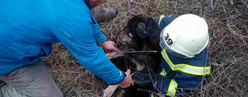 Одеські рятувальники визволили собаку з закинутого колодязя