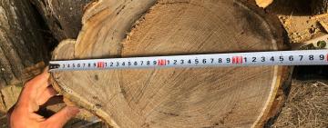 «Чорні лісоруби» Бессарабії відповідатимуть перед законом за знищені дерева