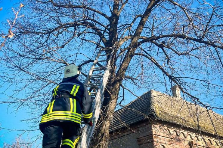 На Одещині рятувальники на автодрабині знімали з дерева кота