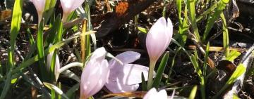 У басейні річки Кагильник фіксують дивовижне явище природи