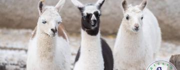 В Одеському зоопарку народилося дитинча лами