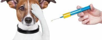 Французькі ветеринари проведуть стерилізацію собак у Татарбунарах