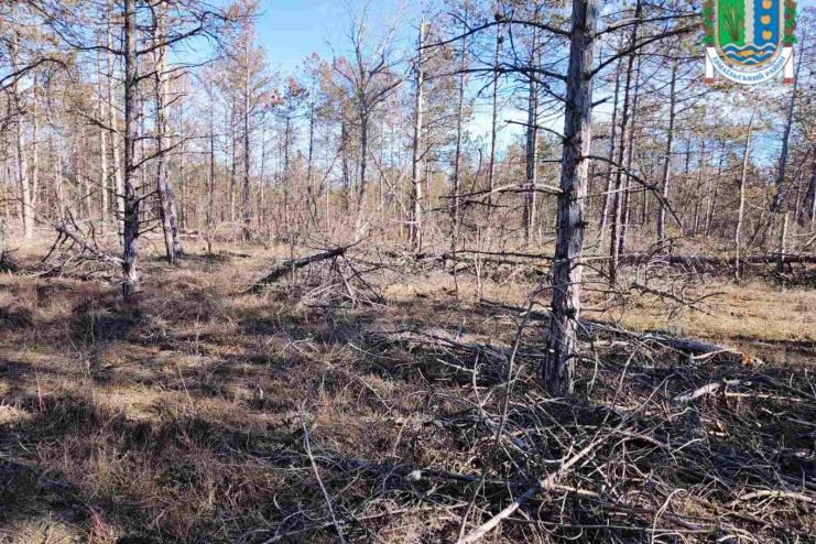 Рекордний за роки спостережень буревій наробив лиха в заповіднику в Одеській області