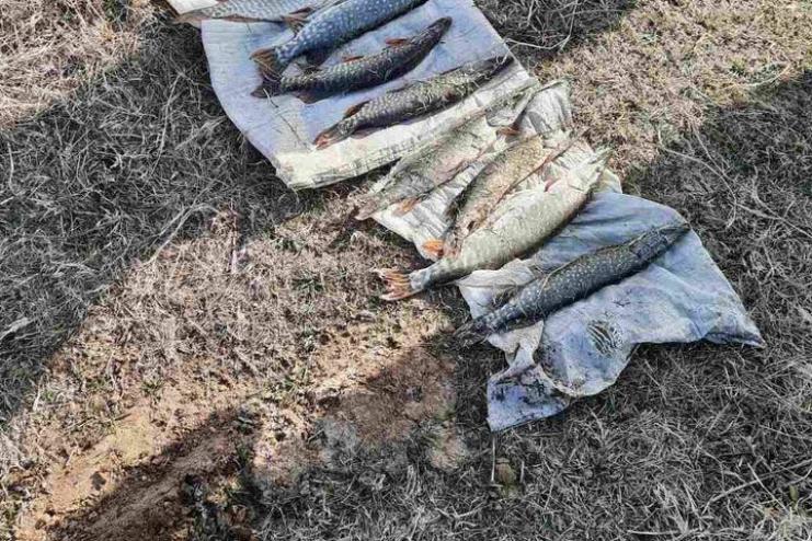 Завдав державі 38 тис грн збитків: в Кілійській громаді затримано браконьєра