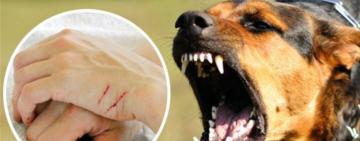 В Кілійській громаді собака понівечив обличчя своєї мертвої господарки