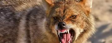 На Одещині зростає кількість зафіксованих випадків сказу диких тварин