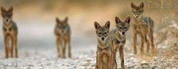 Ексголова Одеської області та його одіозний родич відстрілюватимуть шакалів і лисиць