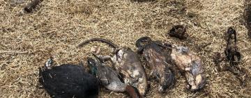 На Одещині мисливець капканами наловив ондатри і качок
