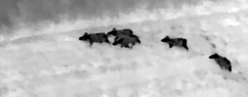 Одещина: на кордоні гуляють зграї кабанів, не ходіть звірячим стежками