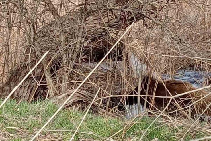 Дикі кабани все частіше зустрічаються на Одещині