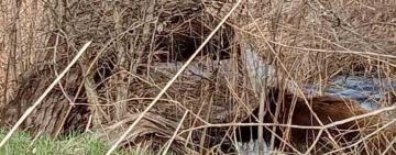 Дикі кабани все частіше зустрічаються на Одещині