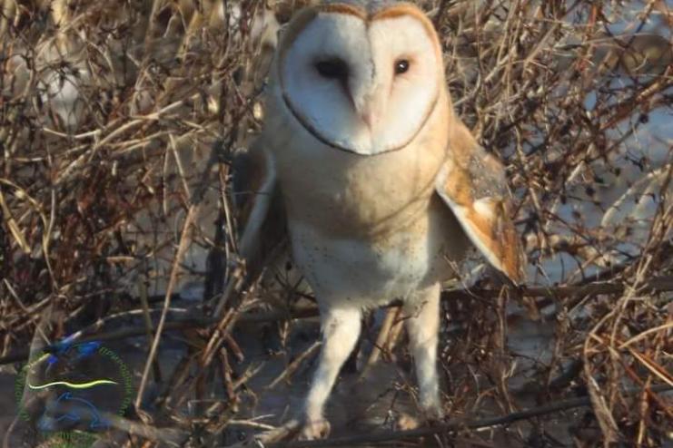 Рідкісний птах вперше зареєстрований на Тузлівських лиманах