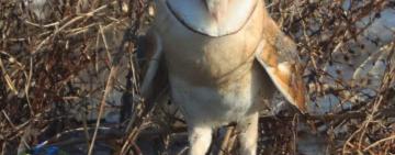 Рідкісний птах вперше зареєстрований на Тузлівських лиманах