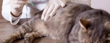 На Одещині вакцину проти сказу для тварин можна отримати безкоштовно