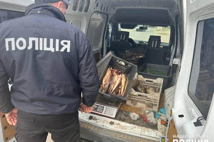 Збитки – 700 000 грн: мешканець Рені перевозив рибу невідомого походження, у тому числі червонокнижну