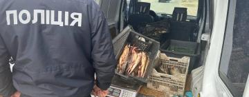 Збитки – 700 000 грн: мешканець Рені перевозив рибу невідомого походження, у тому числі червонокнижну