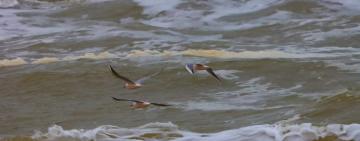 На Білгород-Дністровщині зафіксували міграцію птахів у бік зони бойових дій