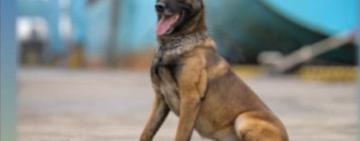 У пункті пропуску «Орлівка» встановили пам’ятний знак службовому собаці Одеської митниці Боцману, який помер під час несення служби після ворожої атаки БПЛА