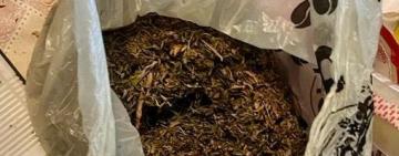 Мешканця Татарбунар викрили в оборудках з канабісом