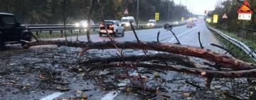 В Одесі через негоду повалені дерева та підтопленні вулиці