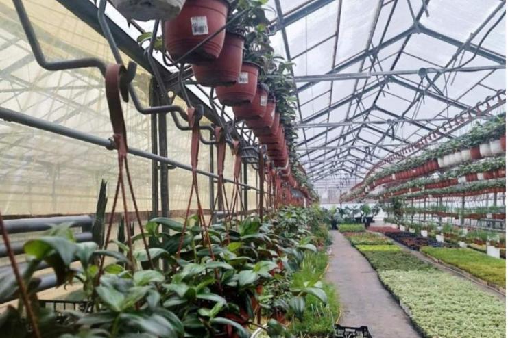 200 тисяч квітів висадять одеські озеленювачі цієї весни