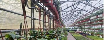 200 тисяч квітів висадять одеські озеленювачі цієї весни